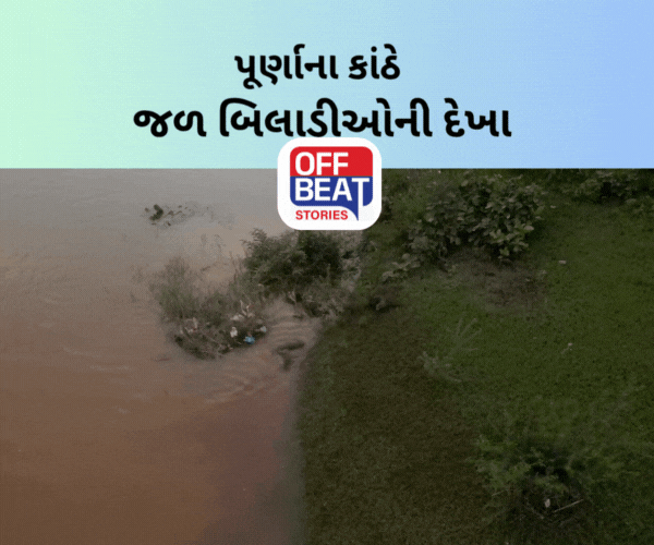 મહુવામાં પૂર્ણા નદીના કિનારે જળ બિલાડીઓ